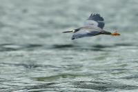 Egretta novaehollandiae