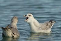 Norway - fauna