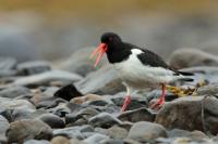 Haematopus ostralegus