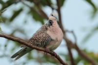 Streptopelia chinensis