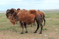 Bactrian camel