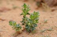 Mongolia flora