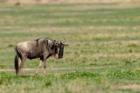 Blue wildebeest