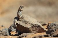 Barbary ground squirrel