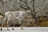 Reindeer