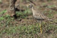 Burhinus capensis