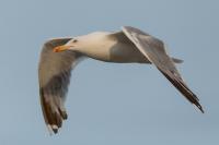 Larus michahellis