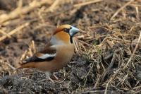 Coccothraustes coccothraustes