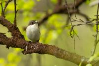 Ficedula hypoleuca