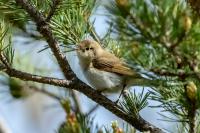 Phylloscopus bonelli