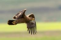 Aquila nipalensis