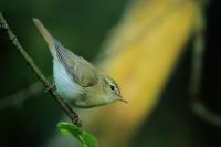 Phylloscopus trochiloides