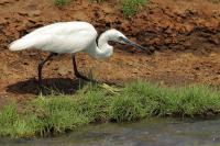 Egretta garzetta