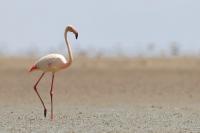 Phoenicopterus roseus