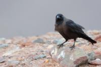 Corvus splendens