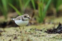 Charadrius dubius