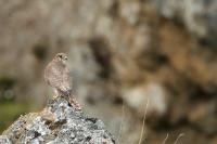 Iceland - fauna