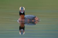 Podiceps auritus