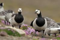 Branta leucopsis