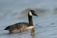 Branta canadensis