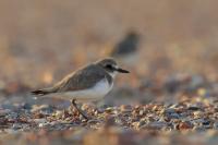 Charadrius leschenaultii