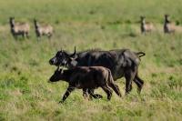 African buffalo