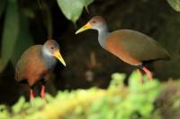 Costa Rica fauna