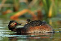 Podiceps nigricollis