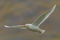 Larus hyperboreus