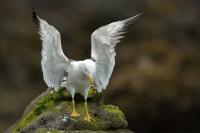 Larus fuscus