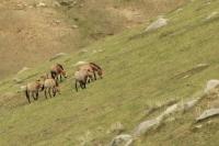 Przewalski's  Horse