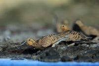 Mongolia fauna 