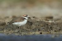 Charadrius alexandrinus