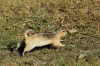 Long-tailed ground squirrel