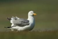 Larus vegae mongolicus