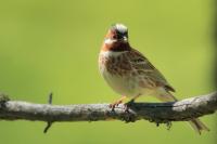 Emberiza leucocephalos