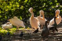 London-St James's Park