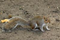 Eastern gray squirrel