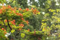 Zambia - FLORA