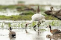 Platalea alba