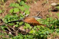 Zambia - FAUNA