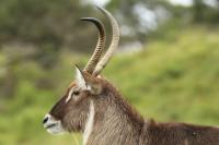 Waterbuck