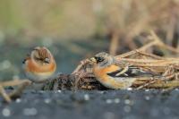 Fringilla montifringilla