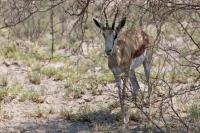 Springbok