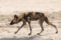 African wild dog