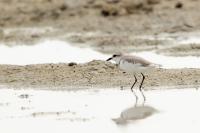 Charadrius pallidus