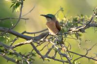 Merops nubicoides