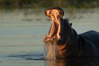 Common hippopotamus