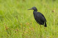 Egretta vinaceigula