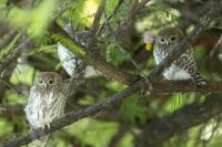 Glaucidium perlatum